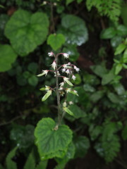 Tiarella polyphylla