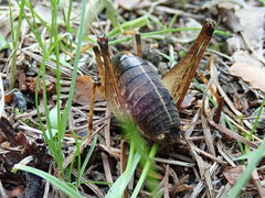 Diestrammena elegantissima