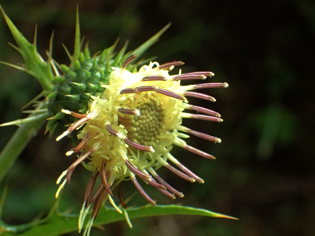 Alishan thistle