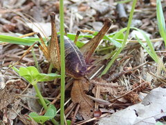 Diestrammena elegantissima