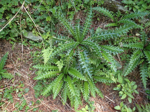 Image of Cirsium arisanense by no rights reserved