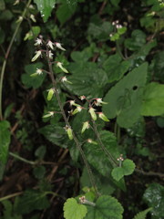 Tiarella polyphylla