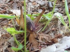 Diestrammena elegantissima