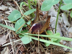 Diestrammena elegantissima