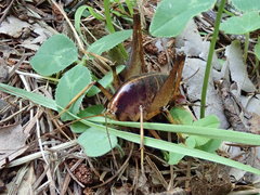 Diestrammena elegantissima