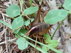 Diestrammena elegantissima