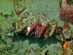 Ostreoidea