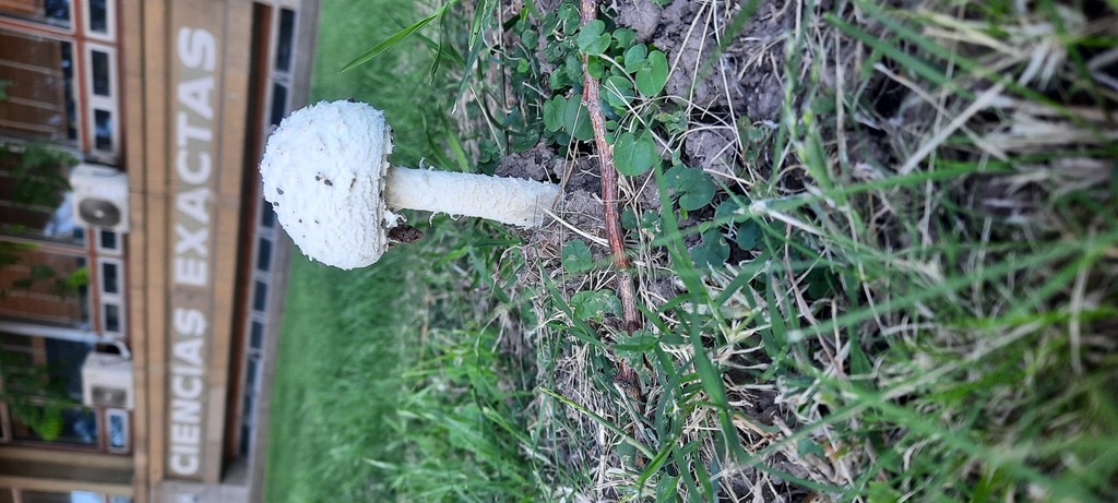 Amanita foetens · March 2025 · photo: © noeliamedina89 (iNaturalist, cc0)