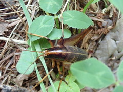 Diestrammena elegantissima