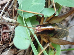 Diestrammena elegantissima