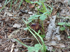 Diestrammena elegantissima