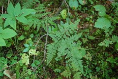 Cystopteris montana