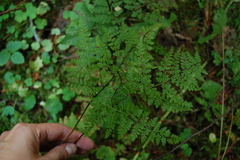 Cystopteris montana
