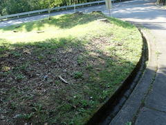 Diestrammena elegantissima