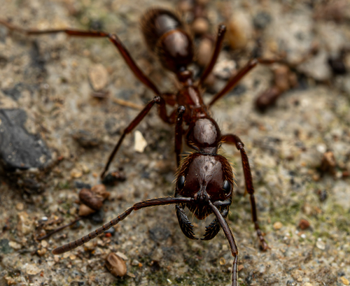 列细颚猛蚁分开亚种Leptogenys processionalis distinguenda