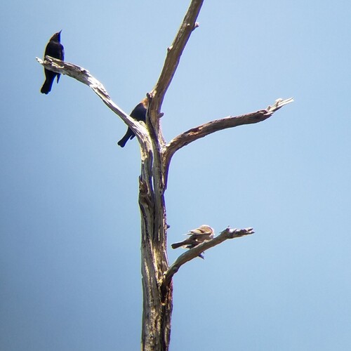 Brown-headed Cowbird photographed in Florida