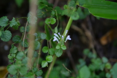Scutellaria playfairii