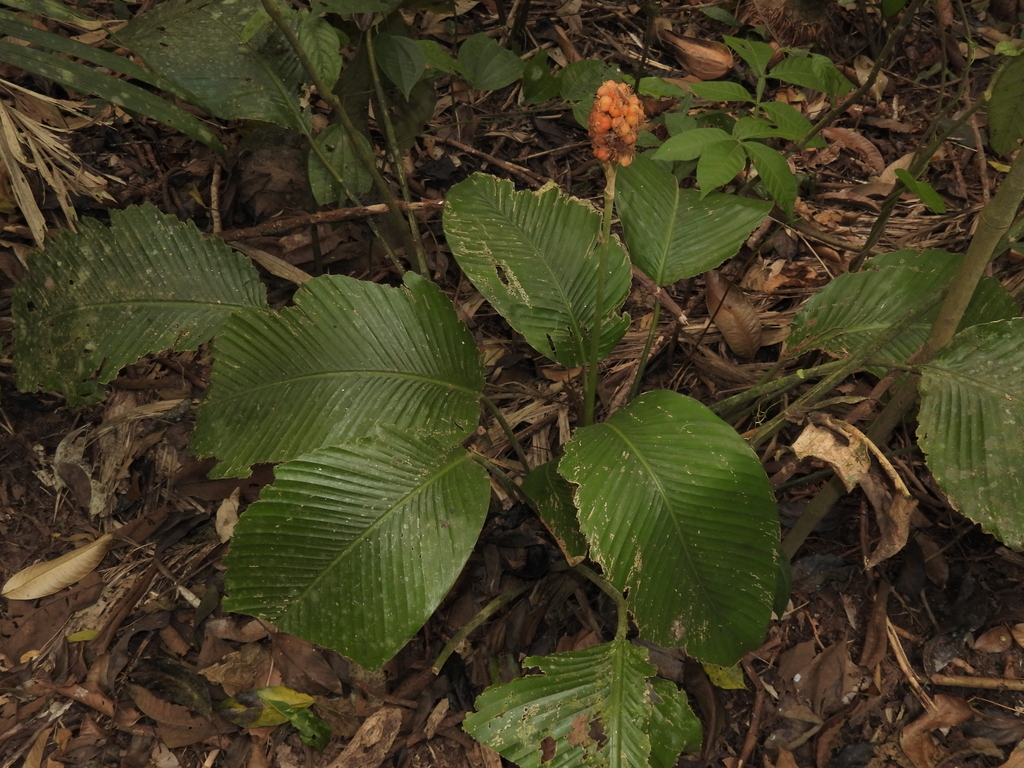 Goeppertia gymnocarpa (Goeppertia gymnocarpa)