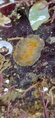 Carminodoris