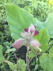 Proboscidea fragrans