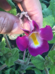 Proboscidea fragrans