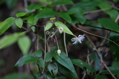 Clematis tamurae