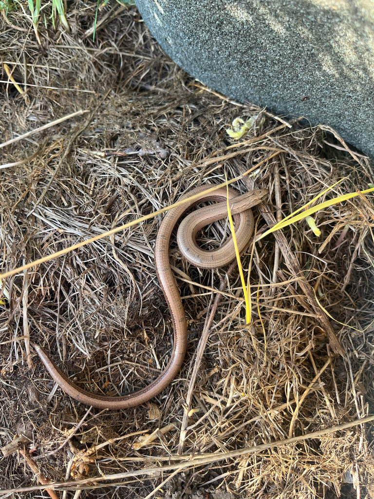 Common Slowworm from Cheltenham on March 31, 2025 at 06:22 PM by sal74 ...