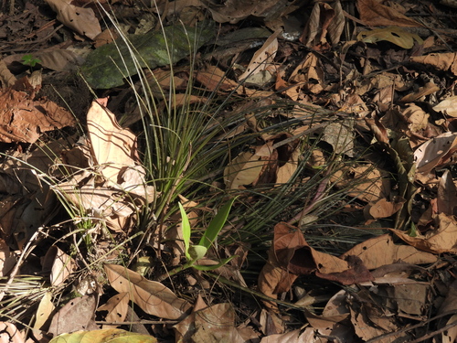 Tillandsia festucoides, photograph 2