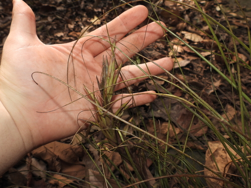 Tillandsia festucoides, photograph 3