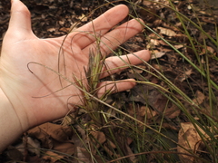 Tillandsia festucoides, photograph (c) geosesarma, some rights reserved (CC BY)