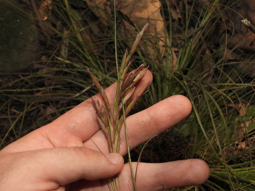 Image of Tillandsia festucoides by (c) geosesarma, some rights reserved (CC BY)