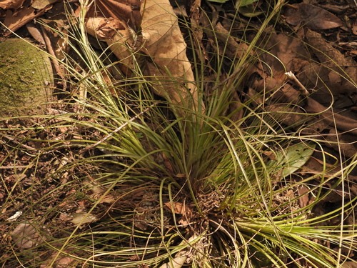 Fescue airplant (Tillandsia festucoides)