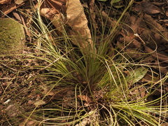 Tillandsia festucoides
