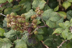 Rubus fruticosus