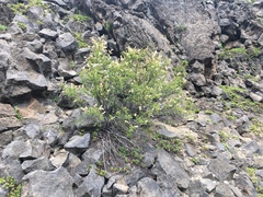 Holodiscus discolor glabrescens