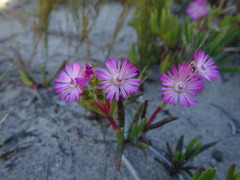 Ruschia sarmentosa