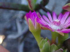 Ruschia sarmentosa