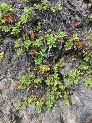 Penstemon davidsonii davidsonii