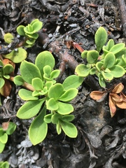 Penstemon davidsonii davidsonii