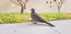 Streptopelia senegalensis