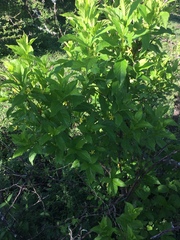Mandevilla foliosa