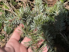 Picea omorika, photograph (c) levi chapman, some rights reserved (CC BY)