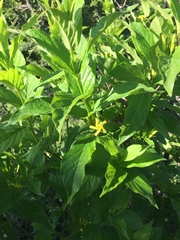 Mandevilla foliosa