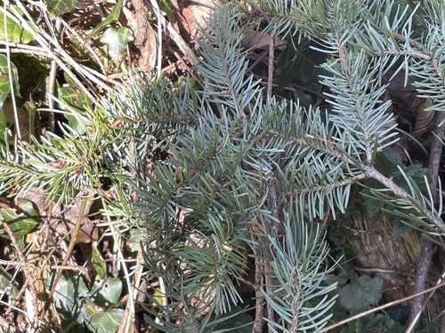 Picea omorika, photograph 5