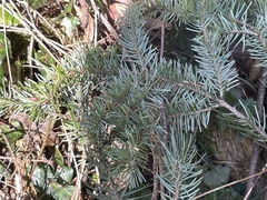 Picea omorika, photograph (c) levi chapman, some rights reserved (CC BY)