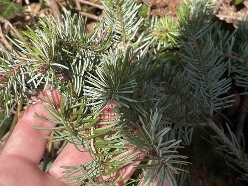 Picea omorika, photograph 6