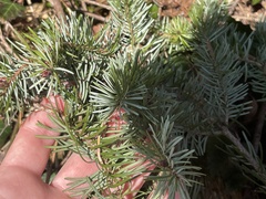 Picea omorika, photograph (c) levi chapman, some rights reserved (CC BY)