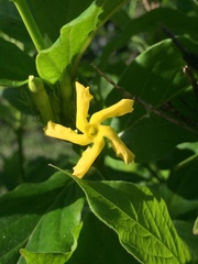 Mandevilla foliosa