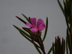 Acmadenia obtusata