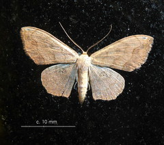 Scopula pulchellata rufinubes